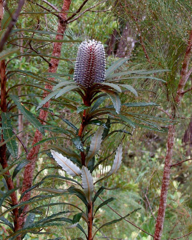 Banksia plagiocarpa