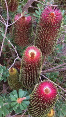 Banksia praemorsa