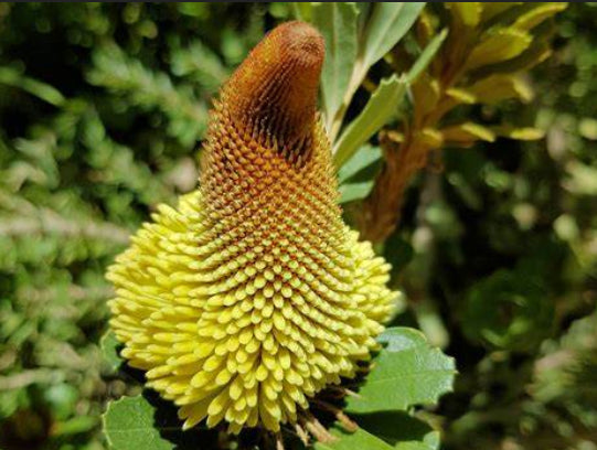 Banksia praemorsa