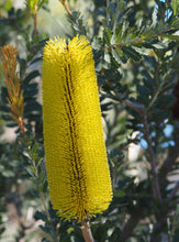 Load image into Gallery viewer, Banksia praemorsa
