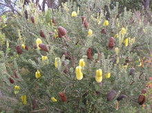 Load image into Gallery viewer, Banksia praemorsa
