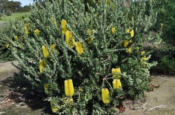 Banksia praemorsa High Noon