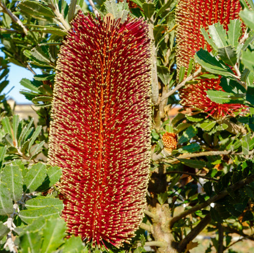 Banksia praemorsa Red Dawn