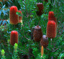 Load image into Gallery viewer, Banksia praemorsa Red Dawn
