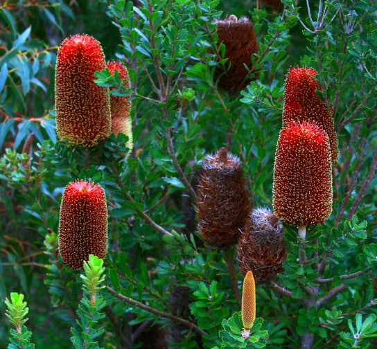 Banksia praemorsa Red Dawn