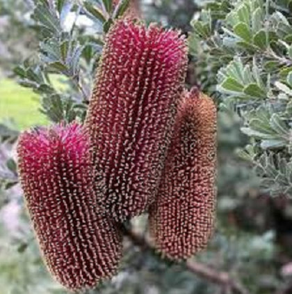 Banksia praemorsa Wine