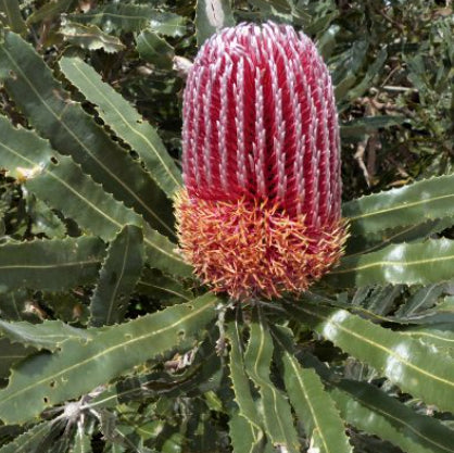 Banksia praemorsa Wine
