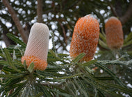 Banksia prionotes Dwarf