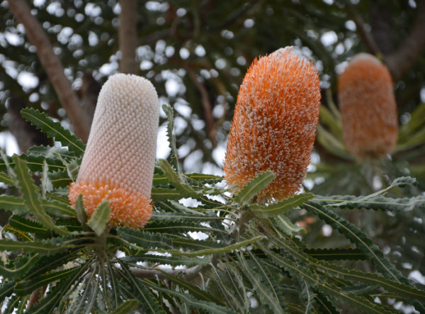 Banksia prionotes Dwarf