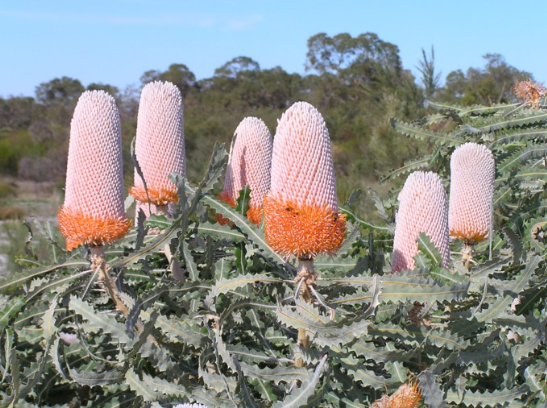 Banksia prionotes Dwarf