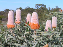Load image into Gallery viewer, Banksia prionotes Dwarf
