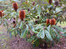 Load image into Gallery viewer, Banksia robur Green Giant

