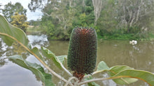 Load image into Gallery viewer, Banksia robur Green Giant
