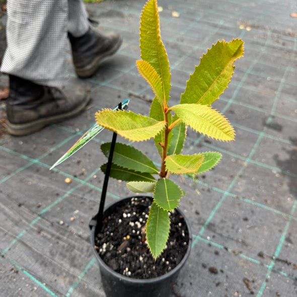 Banksia robur Green Giant
