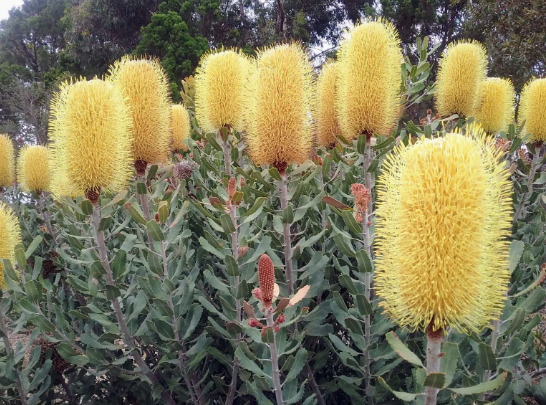 Banksia sceptrum Dwarf