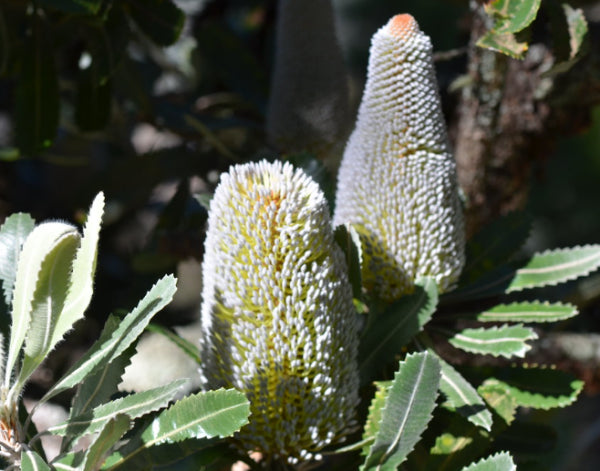 Banksia serrata