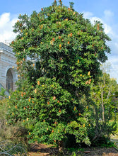 Load image into Gallery viewer, Banksia serrata
