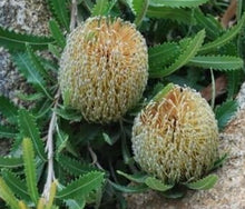 Load image into Gallery viewer, Banksia serrata Pygmy Possum
