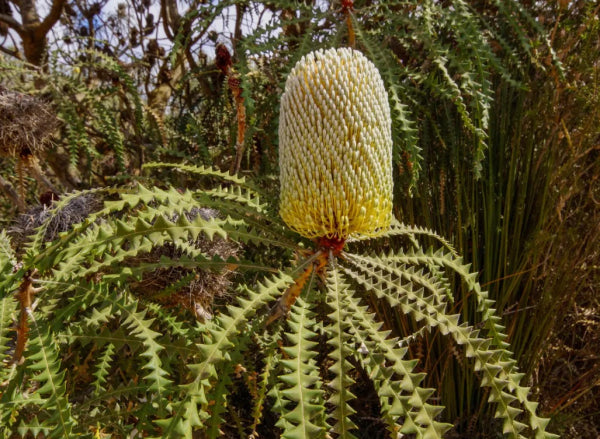 Banksia speciosa