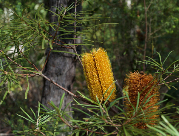 Banksia spinulosa