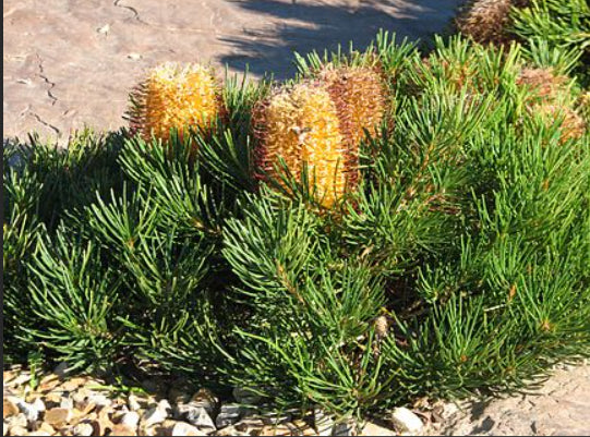 Banksia spinulosa 'Birthday Candles' PBR