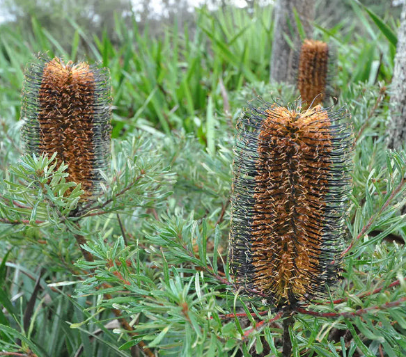 Banksia spinulosa Black Magic