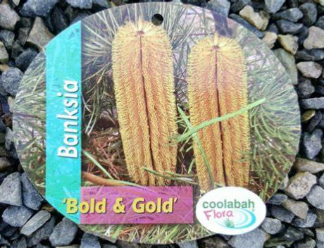 Banksia spinulosa Bold & Gold