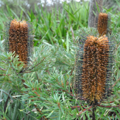 Banksia spinulosa Bush Candles