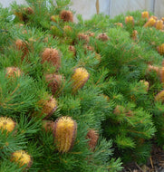 Banksia spinulosa Coastal Cushion