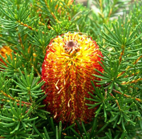 Banksia spinulosa Dwarf Red
