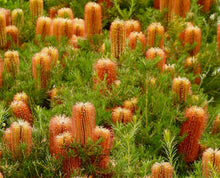 Load image into Gallery viewer, Banksia spinulosa Dwarf Red
