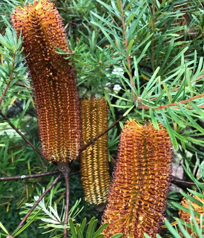 Banksia spinulosa Honeyeater Delight