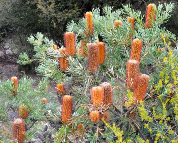 Banksia spinulosa Honey Pots
