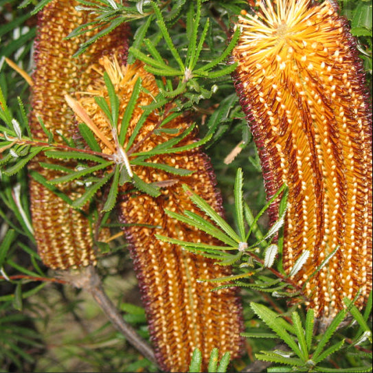 Banksia spinulosa var. spinulosa