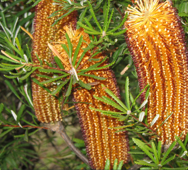 Banksia spinulosa var. spinulosa