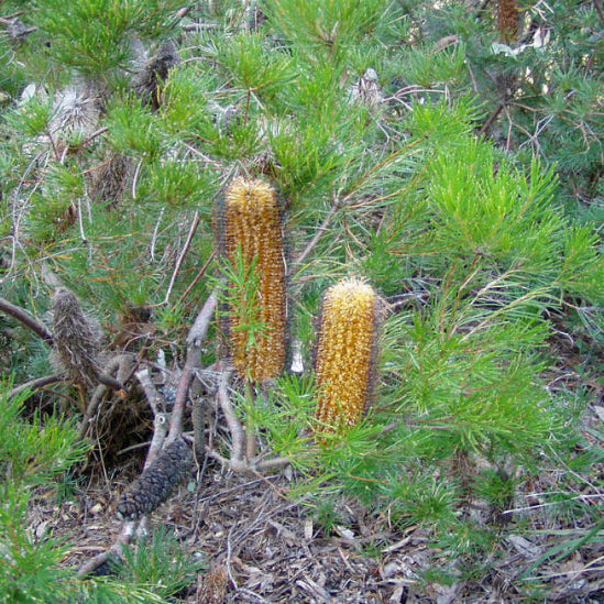 Banksia spinulosa var. spinulosa