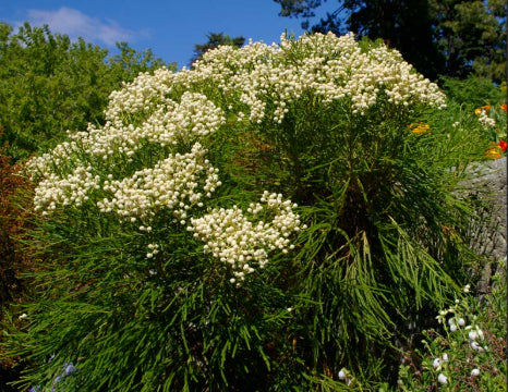 Berzelia rubra Buttonbush Rose