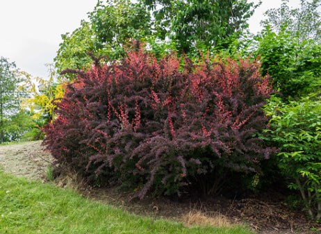 Berberis thunbergii Rosy Glow