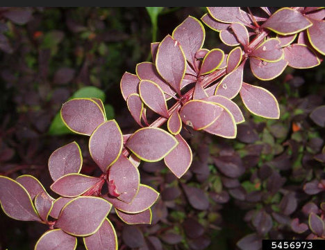 Berberis thunbergii Rosy Glow