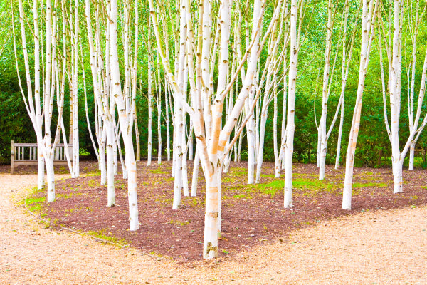 Betula pendula - Silver Birch