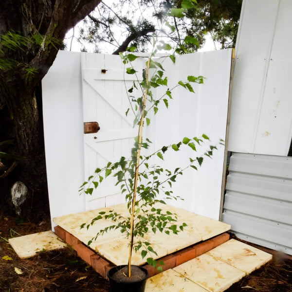 Betula pendula Alba