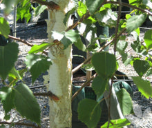 Load image into Gallery viewer, Betula pendula Moss White
