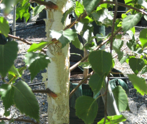 Betula pendula Moss White