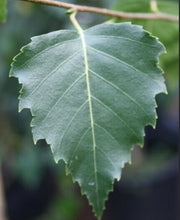 Load image into Gallery viewer, Betula pendula Moss White
