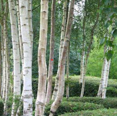 Betula pendula Moss White