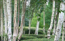 Load image into Gallery viewer, Betula pendula Moss White
