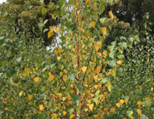 Load image into Gallery viewer, Betula pendula Moss White
