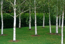 Load image into Gallery viewer, Betula pendula Moss White
