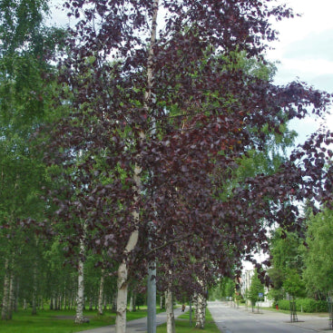 Betula pendula Purpurea