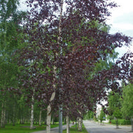 Betula pendula Purpurea